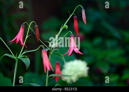 Lilium canadense var coccineum,Canadian lily,lilies,red,flower,flowers,flowering,canadian wildflower,RM Floral Stock Photo