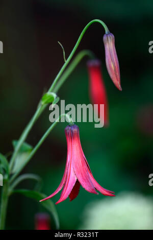 Lilium canadense var coccineum,Canadian lily,lilies,red,flower,flowers,flowering,canadian wildflower,RM Floral Stock Photo