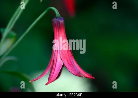 Lilium canadense var coccineum,Canadian lily,lilies,red,flower,flowers,flowering,canadian wildflower,RM Floral Stock Photo