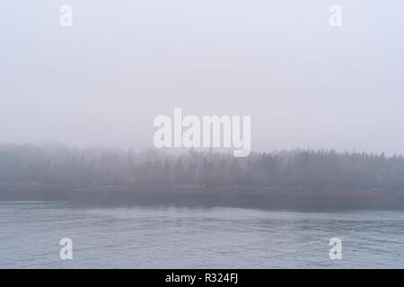 A forest in the fog on Cape Forchu, Nova Scotia, Canada. Stock Photo