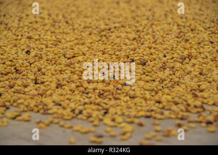 Coffee beans drying in the sun before roasting Stock Photo