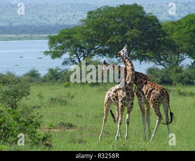 giraffes at fight in africa Stock Photo