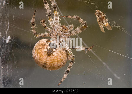 A large cross orbweaver spider, Araneus diadematus, hanging from strands of silk in its web as it approaches a green fly that is trapped in its web. Stock Photo