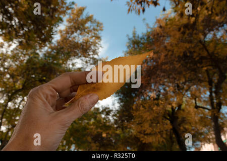 Hand holding a yellow leaf in an autumn forest with blue sky Stock Photo