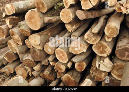 a stack of fallen tree trunks Stock Photo