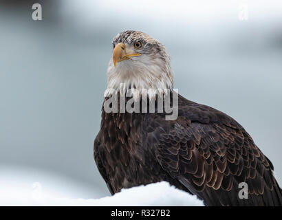 Juvenile Bald Eagle perched on snow covered branch in Chilkat Bald Eagle Preserve in Southeast Alaska. Winter. Morning. Stock Photo
