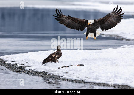 Bald Eagles competing for salmon along the Chilkat River in the Chilkat River Bald Eagle Preserve in Southeast Alaska. Stock Photo