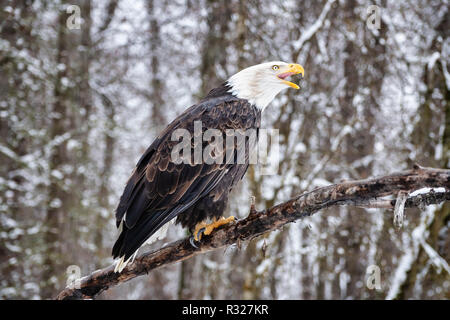 Perched Bald Eagle vocalizes in the Chilkat Bald Eagle Preserve in Southeast Alaska. Stock Photo