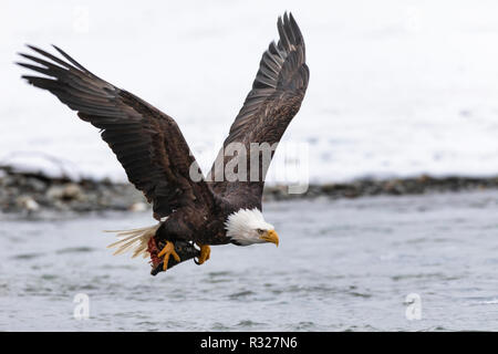 Bald Eagle flying with salmon head in the Chilkat Bald Eagle Preserve in Southeast Alaska. Stock Photo