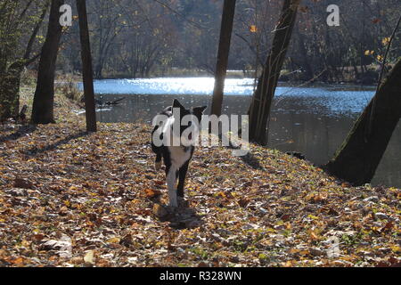 Border Collie at play running forward Stock Photo