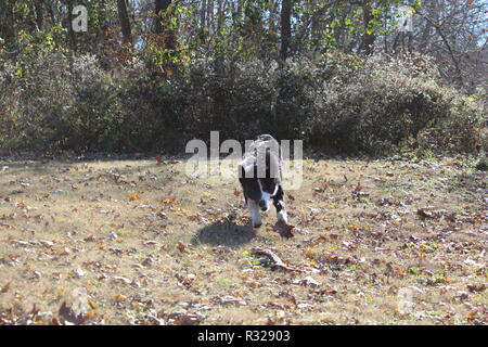 Border Collie at play Stock Photo
