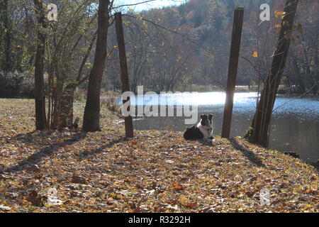 Border Collie at the river at play and resting Stock Photo