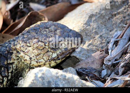 Shingleback Lizard, South Australia Stock Photo