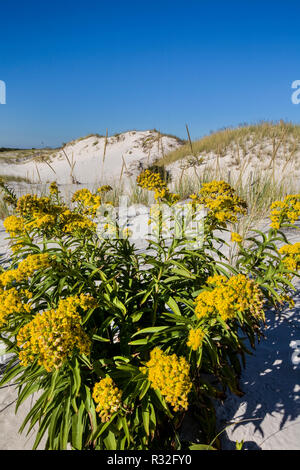 Goldenrod flowers on Island Beach State Park sand dunes, Lanoka Harbor, New Jersey, East Coast, USA, Jersey shore, coastal Pantone yellow Stock Photo
