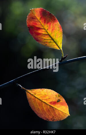 colorful aronia leaves in autumn Stock Photo