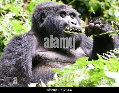 A  silverback male mountain gorilla (Gorilla beringei beringei) enjoys a dainty snack. About 1,000 mountain remain in Uganda, Rwanda and The Democtati Stock Photo