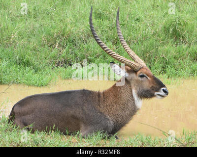 A male East African defassa waterbuck (Kobus ellipsiprymnus defassa) wallows in a pool. Queen Elizabeth National Park, Uganda. Stock Photo