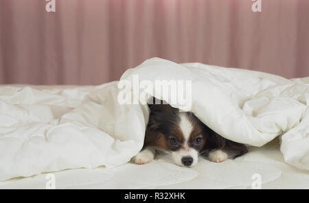 Beautiful dog Papillon lies under blanket on the bed and looks around Stock Photo