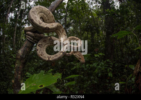 An amazon tree boa (Corallus hortulanus) coiled on a tree branch in its habitat, the rainforest in South America. Stock Photo