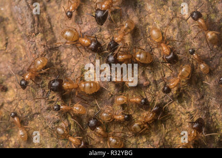 Swarming ants from the Amazon basin in South America. Stock Photo