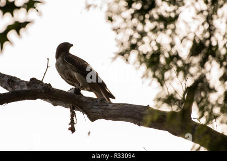 A red-tailed hawk perched in a tree with the remains of a squirrel that it is feeding on. Stock Photo