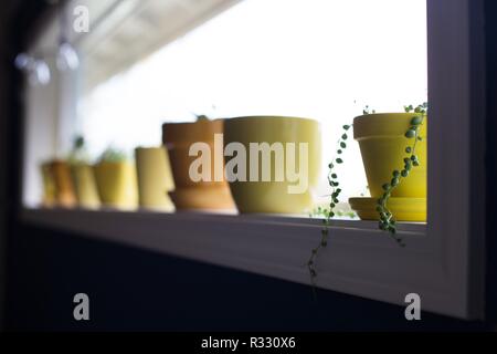 A row of plants in yellow pots on a windowsill. Stock Photo