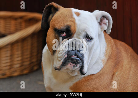 british bulldog Stock Photo