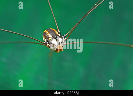 Macro Photography of Harvestmen or Daddy Longlegs Isolated on Colorful Background Stock Photo