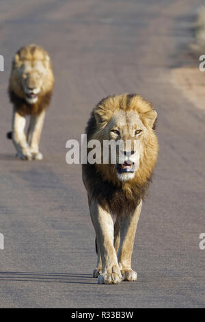 African lions (Panthera leo), two adult males walking on a tarred road, Kruger National Park, South Africa, Africa Stock Photo