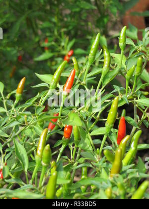 bonsai chili - capsicum annuum - minimum - Stock Photo