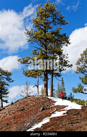 42,835.02106 Woman hiking top steep colorful red black cinder cone, old growth Ponderosa pine trees, slight snow, blue sky white clouds, vertical Stock Photo