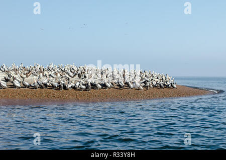 Ballestas Island or Poor's Man Galapagos in Paracas Bay, Peru Stock Photo