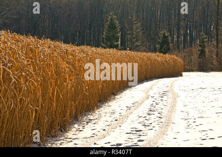 miscanthus,miscanthus in winter,energy plant Stock Photo