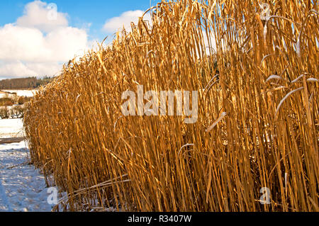 miscanthus,miscanthus in winter,energy plant Stock Photo