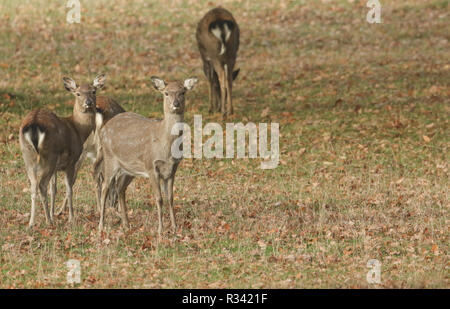 A group of female Manchurian Sika Deer or Dybowski's Sika Deer (Cervus nippon mantchuricus or Cervus nippon dybowskii) grazing in a meadow in autumn. Stock Photo