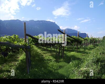 vineyard on lake caldaro,south tyrol / italy Stock Photo