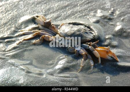 cancer on the beach in ouddorp,south netherlands Stock Photo