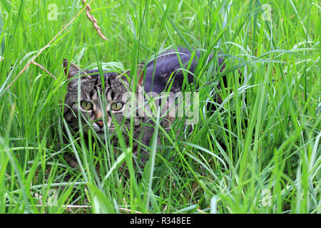 in hiding Stock Photo