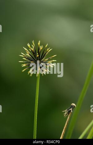 Single green stem of wild grass with black and white flower on it and small dried flower beside it with blurred background Stock Photo