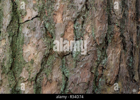 pine tree bark texture background macro Stock Photo