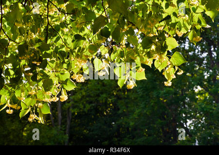 View of the lime tree branches during flowering on a sunny day. Stock Photo