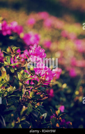 Pink Rhododendron Vintage Rose Blooming Stock Photo - Alamy