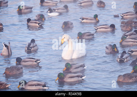 Lonely swan among ducks in mist on altai lake Svetloe at early morning Stock Photo