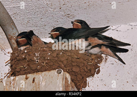 immatures of  barn swallow in their nest built in a garage Stock Photo