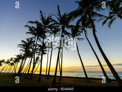 Palm tree silhouettes & beautiful light during sunrise along the beach in Kapaa, Kauai, Hawaii, USA Stock Photo