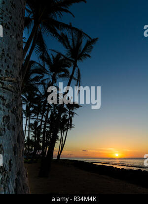 Silhouette of palm trees along the coast in Kapaa, Kauai, Hawaii, USA as the sun rises on a summer morning Stock Photo