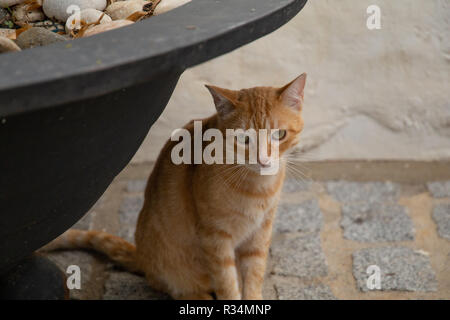 a Little brown cat in the street, sits under a flower tub Stock Photo
