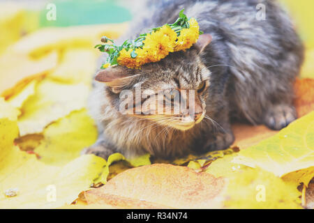 Portrait of the siberian cat lying on the fallen leaves in autumn. Cat crowned flower wreath Stock Photo