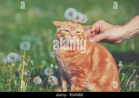 Portrait of a little kitten in the dandelion field among blowballs. Cat enjoying spring Stock Photo