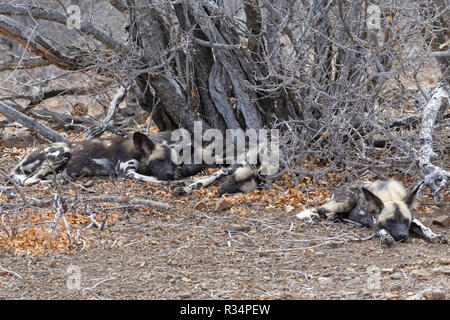 African wild dogs (Lycaon pictus), pack lying on arid ground, sleeping in the shade, Kruger National Park, South Africa, Africa Stock Photo